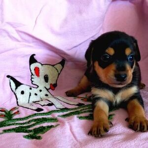 Super adorable Miniature Pinscher Puppies. | PostAds PH