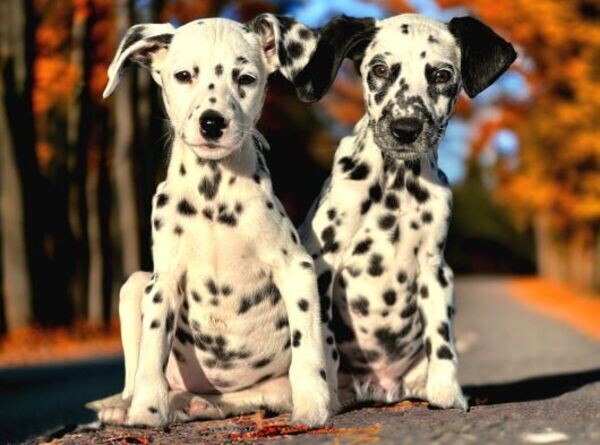 Pedigree Dalmatian Puppies