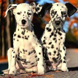 Pedigree Dalmatian Puppies | PostAds PH