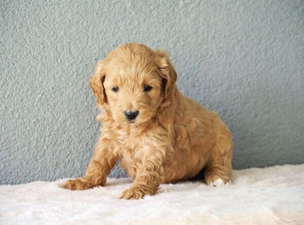 Goldendoodle Puppies