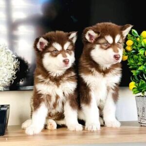 Super adorable Alaskan Malamute Puppies. | PostAds PH