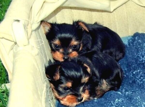 Yorkie Puppies Male & Female