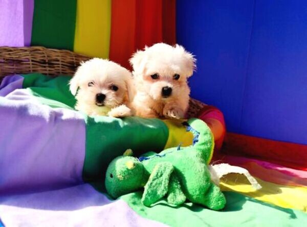 cute teacup maltese puppies 