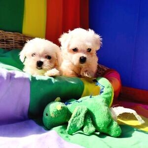 cute teacup maltese puppies | PostAds PH