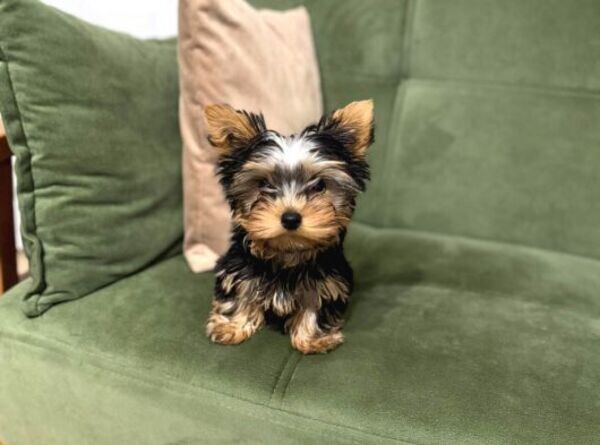 teacp male puppy for sale