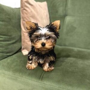teacp male puppy for sale | PostAds PH