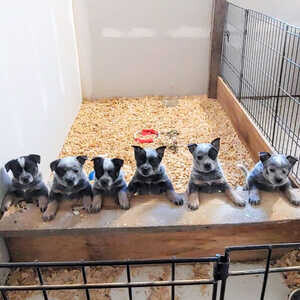 4 Australian Cattle Dog Puppies (Blue Heeler Puppies) Available now | PostAds PH