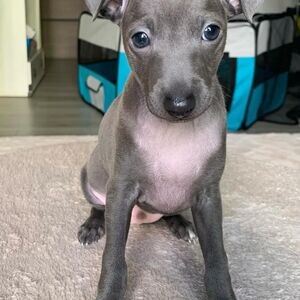 3 trained Italian Greyhound puppies | PostAds PH