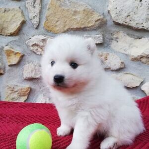 intelligent Japanese Spitz puppiies | PostAds PH