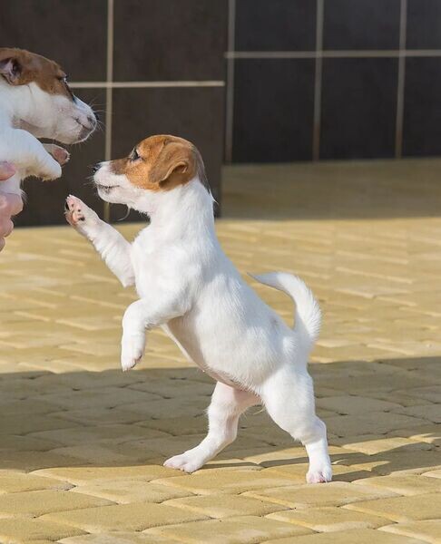  2 wonderful Jack Russell Terrier Puppies  Male and Female 