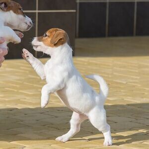 2 wonderful Jack Russell Terrier Puppies Male and Female | PostAds PH