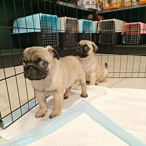 Pug Puppies now ready for new homes | PostAds PH