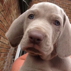 Weimaraner Puppies to Caring Home | PostAds PH