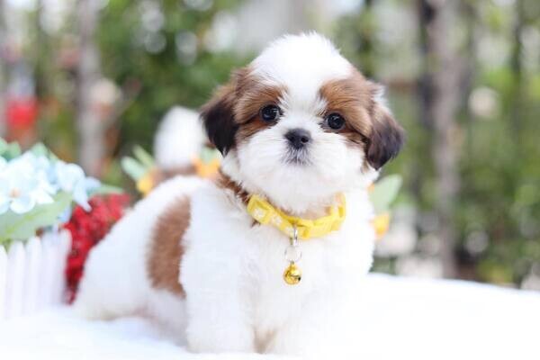  3 Shih Tzu Puppies Raised in my home 