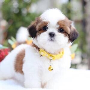 3 Shih Tzu Puppies Raised in my home | PostAds PH
