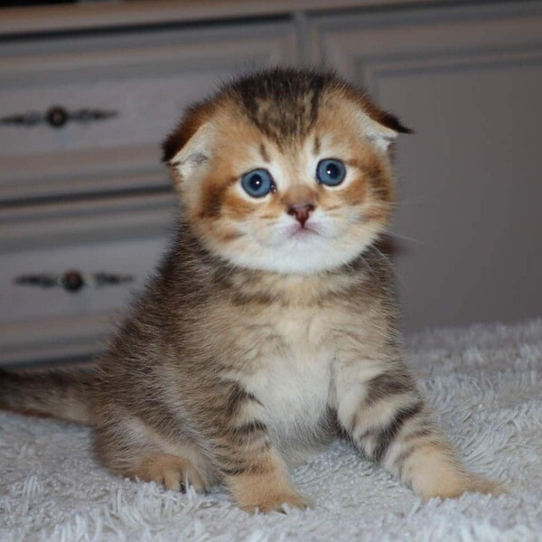 Our Scottish Fold Kittens ready for adoption