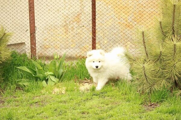beautiful  Samoyed pupps