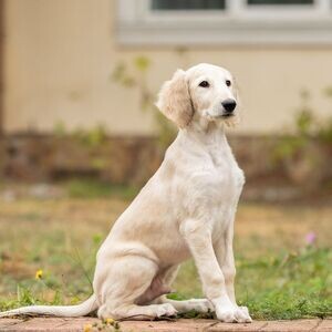 vet checked Saluki Puppies available | PostAds PH