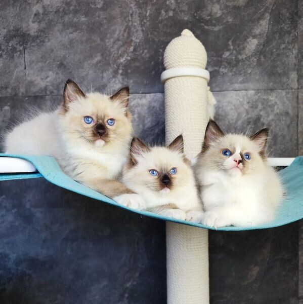  Ragdolls kittenss