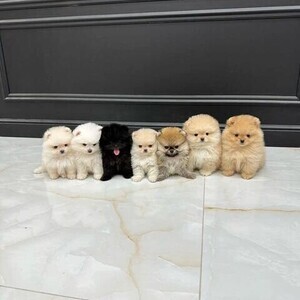 7 Teacup Pomeranian Puppies | PostAds PH