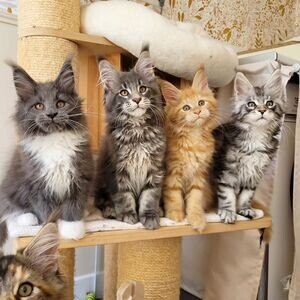Maine Coon Kittens potty trained | PostAds PH