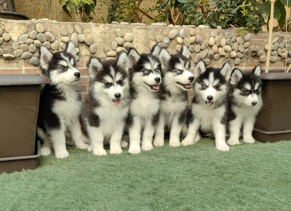 7 Siberian husky puppies available Great with kids