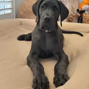 Great Dane puppies. | PostAds PH