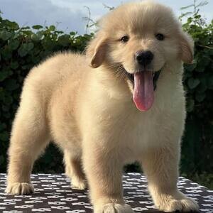 Golden Retriever pet Puppies | PostAds PH