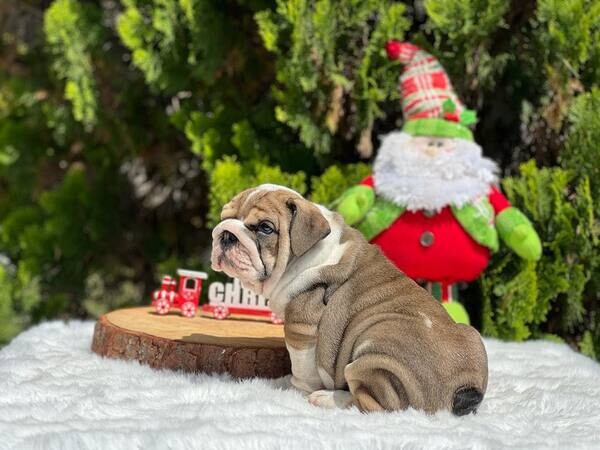  5 English chunky Bulldog Puppies   