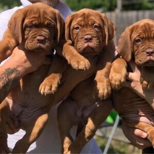 Bordeaux Puppies ( French Mastiff ) | PostAds PH