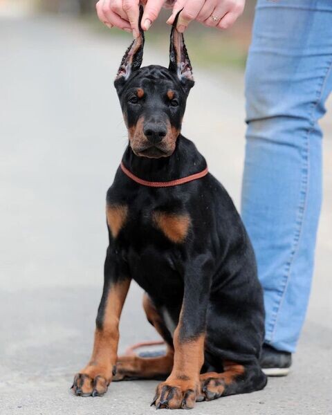  Doberman Puppies Available   