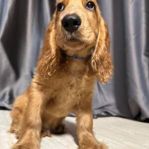 Cocker Spaniel Puppies good with kids and other pets | PostAds PH