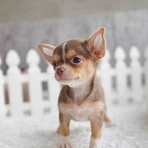 home Chihuahua puppies | PostAds PH