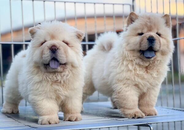  treated chow chow puppies 