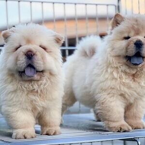 treated chow chow puppies | PostAds PH