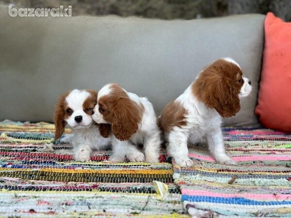  4 King Charles Spaniel puppies 