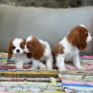 4 King Charles Spaniel puppies | PostAds PH