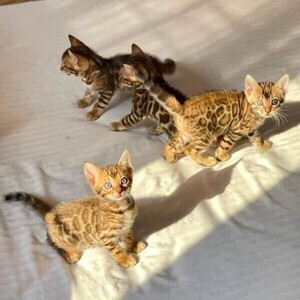 There are female and male Bengal Kittenss | PostAds PH
