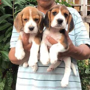 4 Sweet little Beagles | PostAds PH