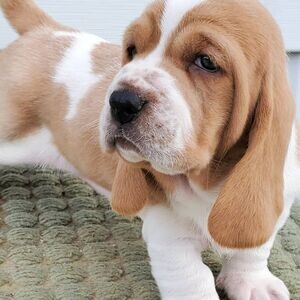 2 Vaccinated Basset hounds puppies | PostAds PH