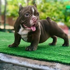 adorable sweet American Bully puppies | PostAds PH