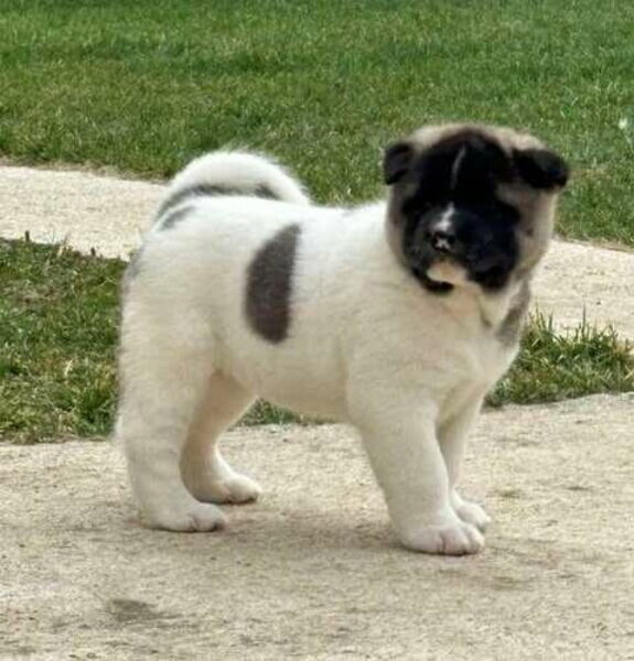   Akita Puppies Available with their puppy vaccinations done