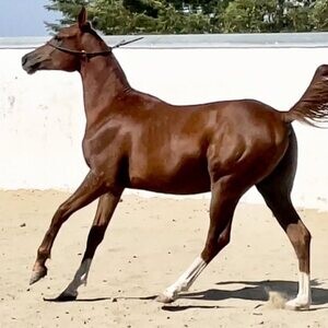 Arabian gelding Horses | PostAds PH