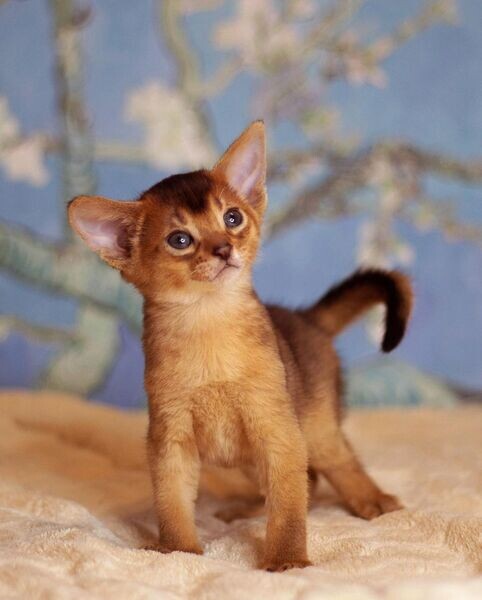 vet checked Abyssinian Kittens Ready 