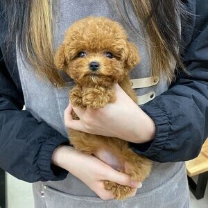 Poodle puppies home and potty trained | PostAds PH