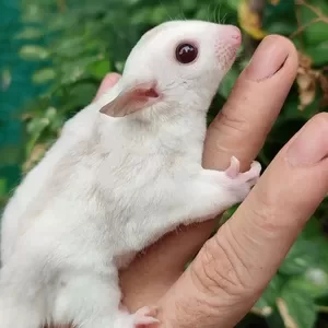 very friendly and curious Sugar Gliders | PostAds PH