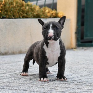 Miniature English bull terrier Puppiees | PostAds PH