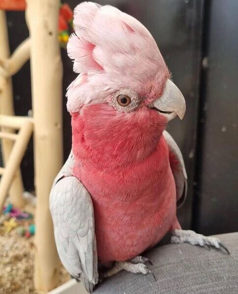   Galah Cockatoo Parrotss   