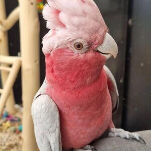 Galah Cockatoo Parrotss | PostAds PH