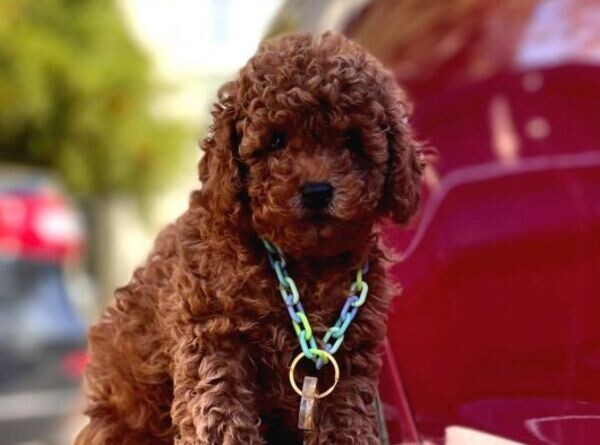 Purebred Toy Poodle Puppies